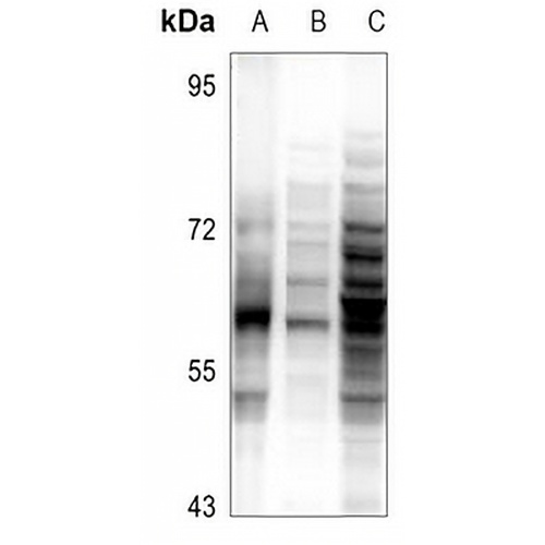 ZNF50 Rabbit Polyclonal Antibody