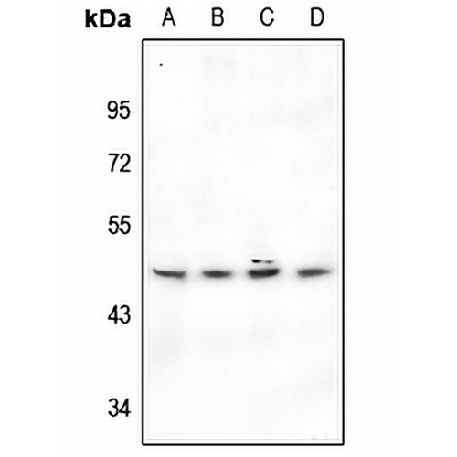 BMP8A Rabbit Polyclonal Antibody