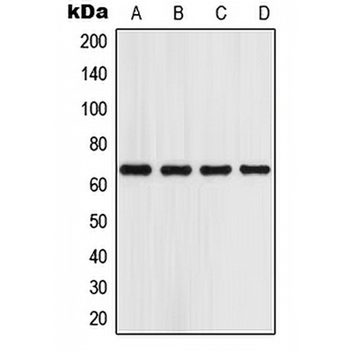 GPR153 Rabbit Polyclonal Antibody