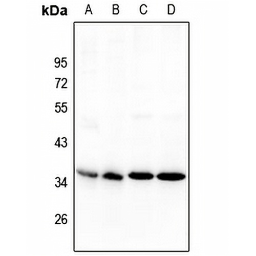 NANOGP8 Rabbit Polyclonal Antibody