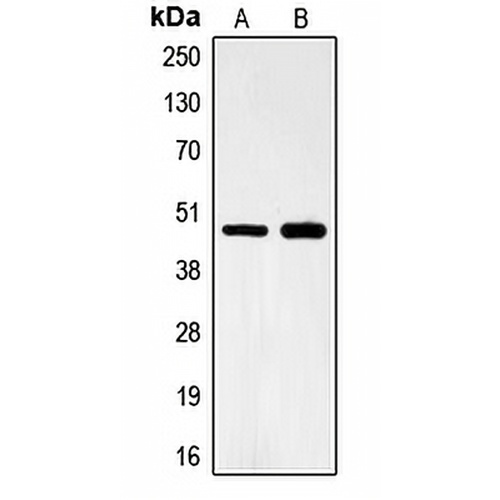 FOXB2 Rabbit Polyclonal Antibody