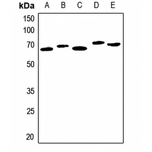 Serpin A3 Rabbit Polyclonal Antibody