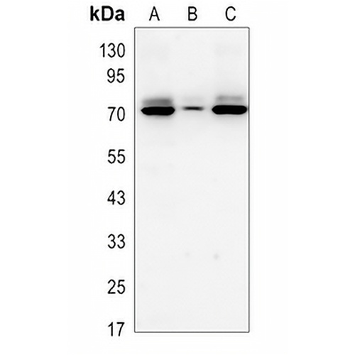 Angiopoietin-2 Rabbit Polyclonal Antibody