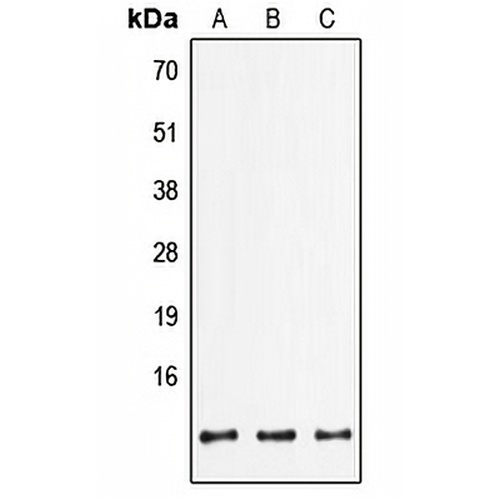 FXYD2 Rabbit Polyclonal Antibody