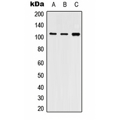 SERCA2 Rabbit Polyclonal Antibody