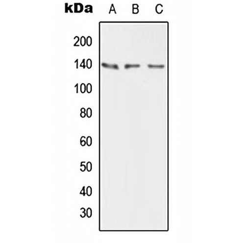 PMCA2 Rabbit Polyclonal Antibody