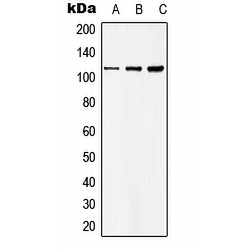 Basonuclin Rabbit Polyclonal Antibody