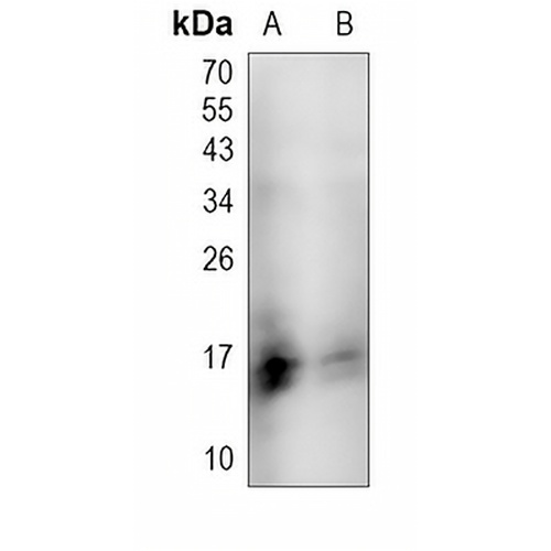 CD3g Rabbit Polyclonal Antibody