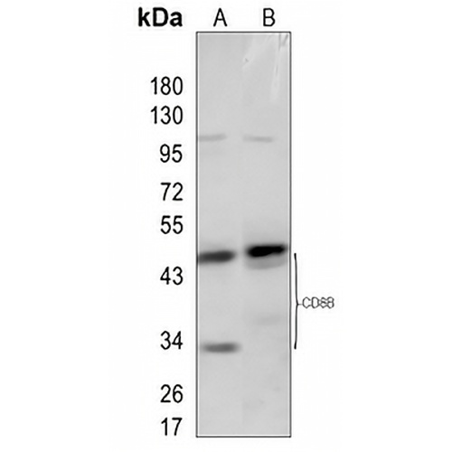 CD8b Rabbit Polyclonal Antibody