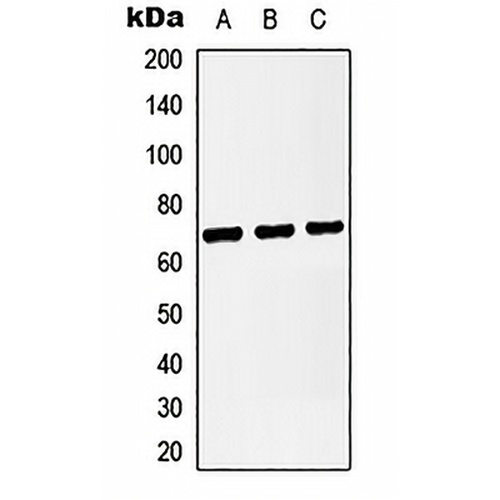 CD14 Rabbit Polyclonal Antibody