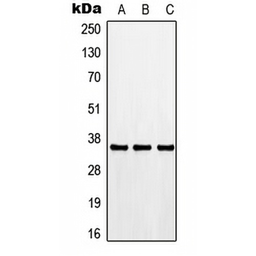 CDK3 Rabbit Polyclonal Antibody