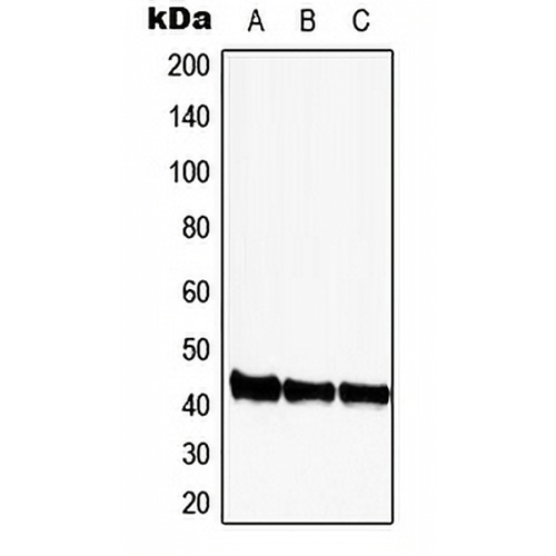 CDK9 Rabbit Polyclonal Antibody