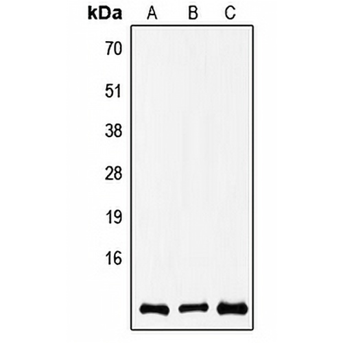 COX8A Rabbit Polyclonal Antibody