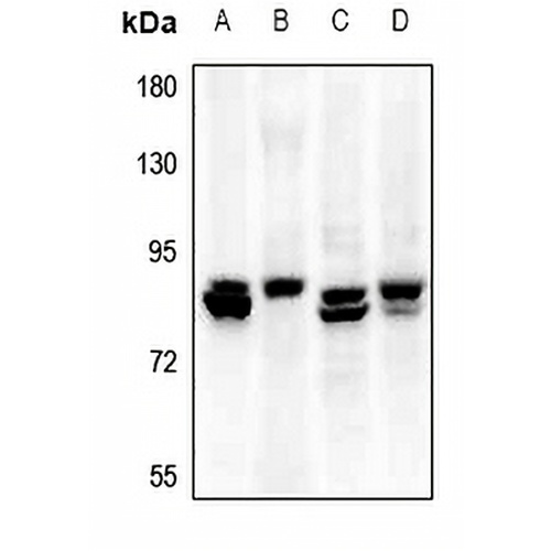 Elastin Rabbit Polyclonal Antibody