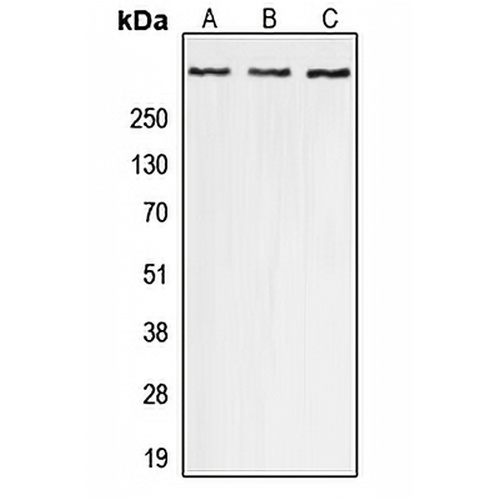 p300 (Phospho-S1834) Rabbit Polyclonal Antibody