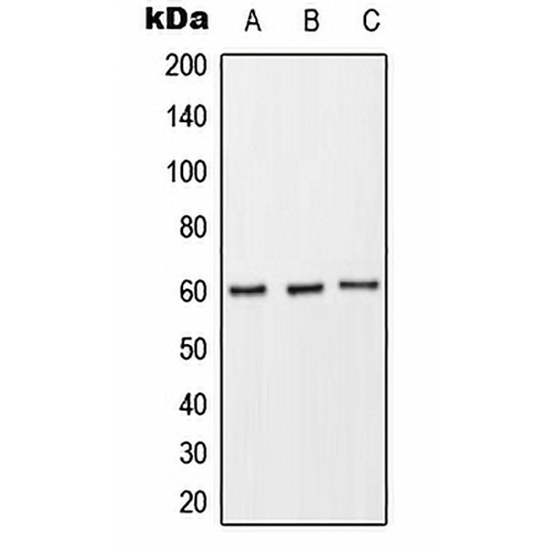 CD89 Rabbit Polyclonal Antibody