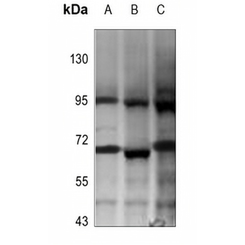 Beta-galactosidase Rabbit Polyclonal Antibody