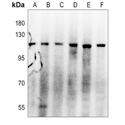 CD42b Rabbit Polyclonal Antibody