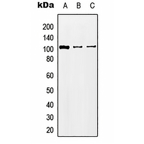 KA2 Rabbit Polyclonal Antibody