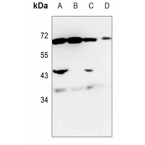 NRG1 Rabbit Polyclonal Antibody