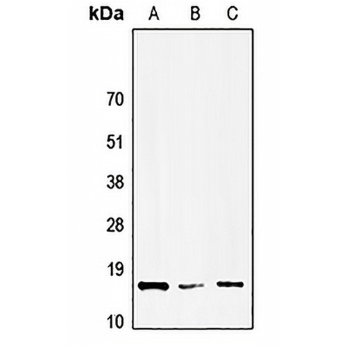 HMGN1 Rabbit Polyclonal Antibody
