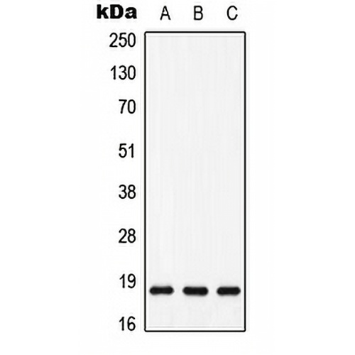 MAX (Phospho-S11) Rabbit Polyclonal Antibody