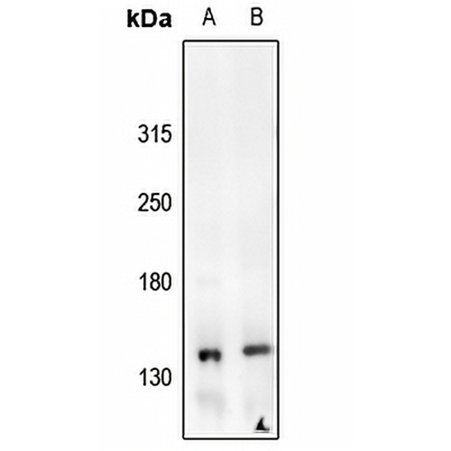 c-Met (Phospho-Y1235) Rabbit Polyclonal Antibody