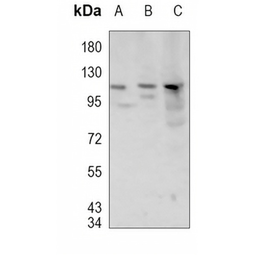 MLK3 (Phospho-T277/S281) Rabbit Polyclonal Antibody