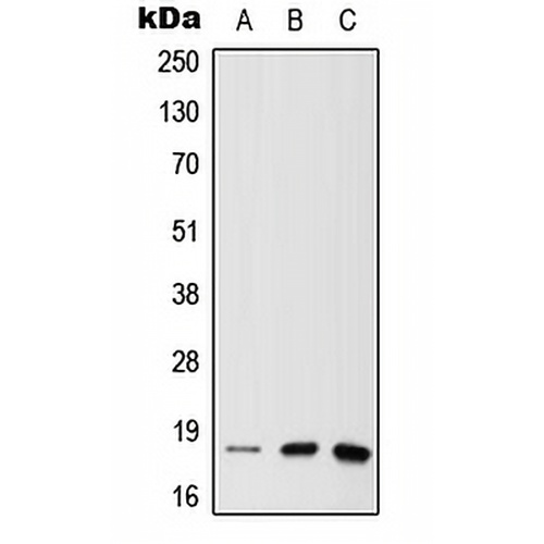 MTH1 Rabbit Polyclonal Antibody