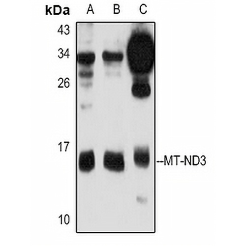 MT-ND3 Rabbit Polyclonal Antibody