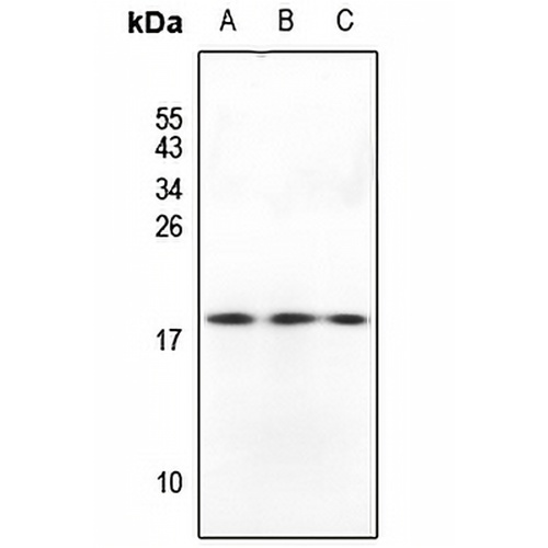 GADD45 beta Rabbit Polyclonal Antibody
