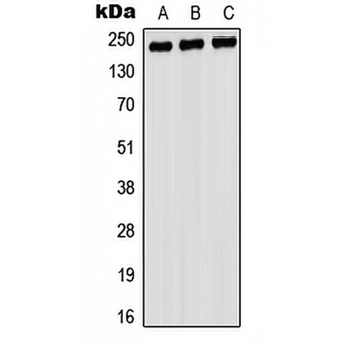 Myosin 9 Rabbit Polyclonal Antibody