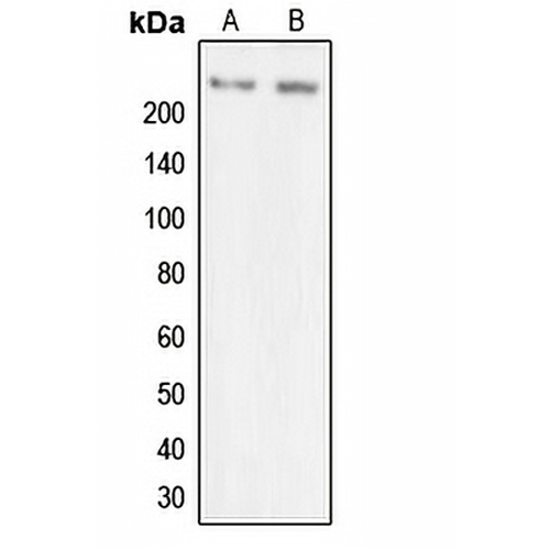 MYO7A Rabbit Polyclonal Antibody