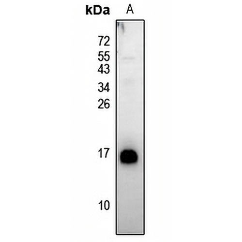 Neuromedin B Rabbit Polyclonal Antibody