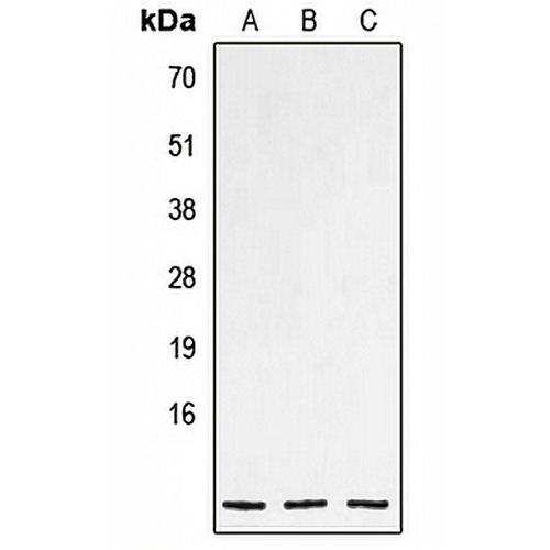 NPPC Rabbit Polyclonal Antibody