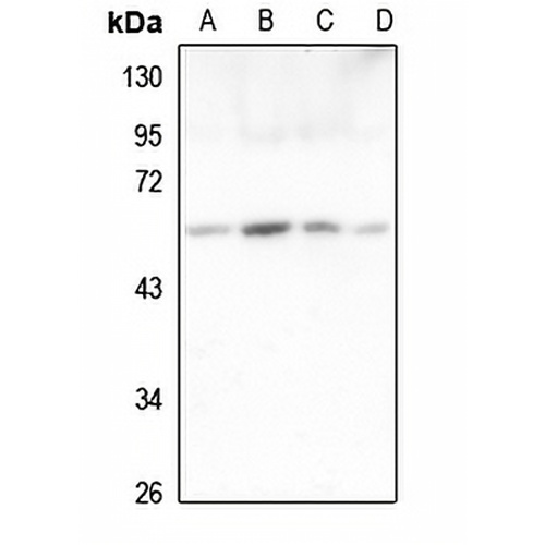 ORC2 Rabbit Polyclonal Antibody