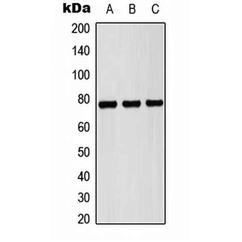 Pericentrin Rabbit Polyclonal Antibody
