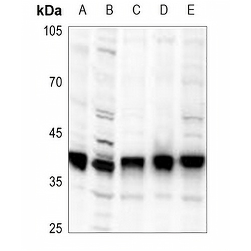 PLSCR1 Rabbit Polyclonal Antibody