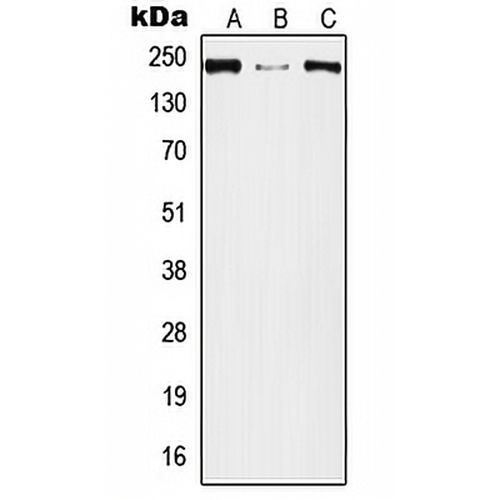 Plexin A2 Rabbit Polyclonal Antibody