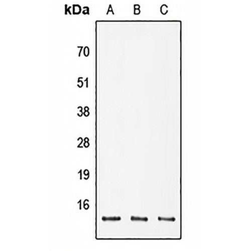 POLR2K Rabbit Polyclonal Antibody