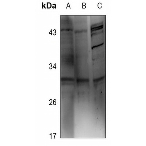 RAD1 Rabbit Polyclonal Antibody