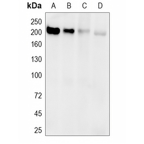 RBBP6 Rabbit Polyclonal Antibody