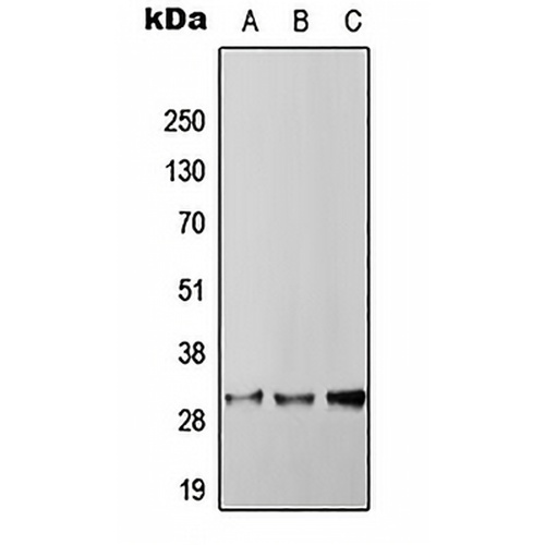 RGS4 Rabbit Polyclonal Antibody