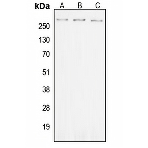 ROS (Phospho-Y2114) Rabbit Polyclonal Antibody