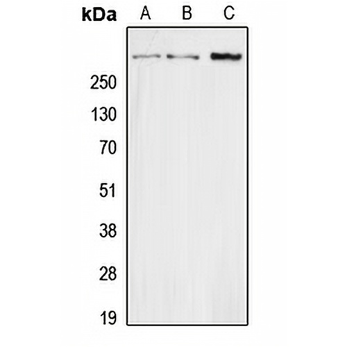 Secretin Rabbit Polyclonal Antibody