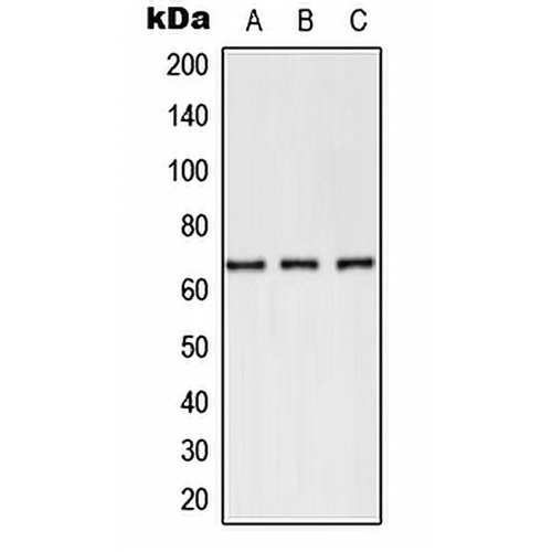 CD62E Rabbit Polyclonal Antibody