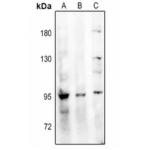 NHE5 Rabbit Polyclonal Antibody