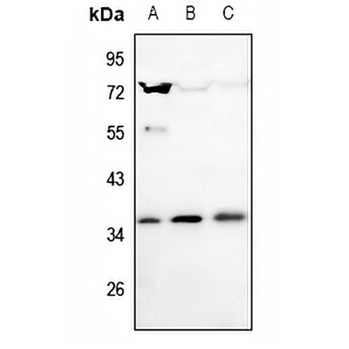 SLUG Rabbit Polyclonal Antibody