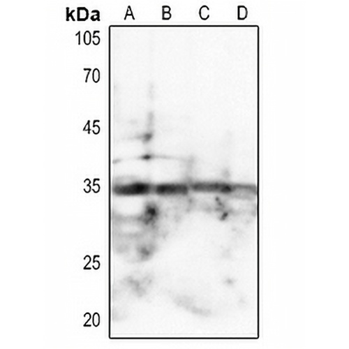 SPARC Rabbit Polyclonal Antibody
