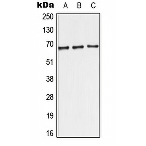 TRF2 Rabbit Polyclonal Antibody